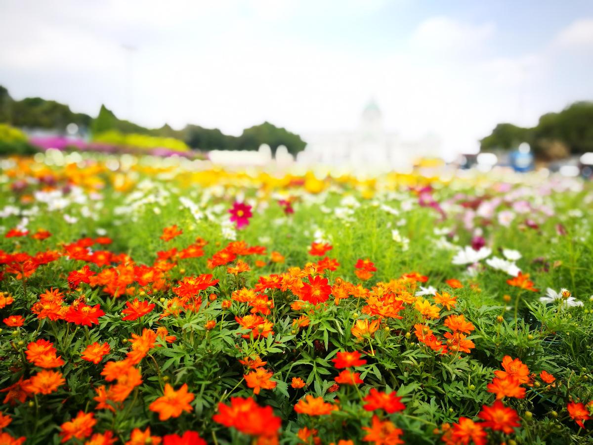 ดอกไม้บานสะพรั่งเต็มลานพระรูปงานอุ่นไอรักคลายความหนาว