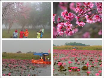 2 สุดยอดแห่งดอกไม้สายอีสาน