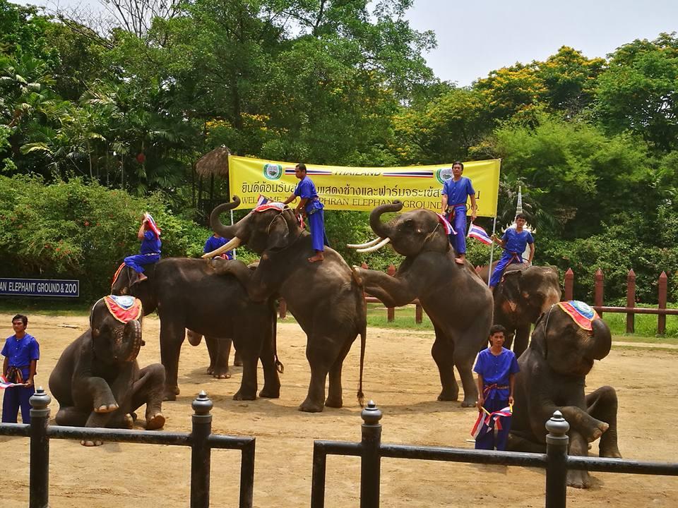 เที่ยวสนุกแสนฟินลานแสดงช้างและฟาร์มจระเข้สามพราน