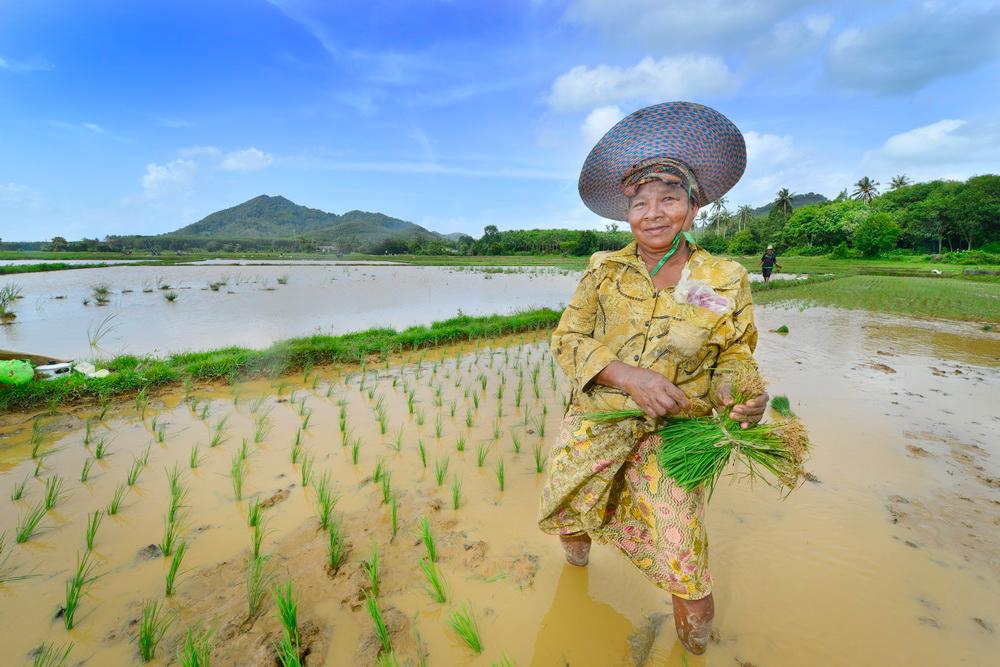 ททท.ชวนเที่ยวชุมชนเกาะยาวน้อย พังงา ผืนนาข้าวแห่งอันดามัน ใน E-Book “เล่าเรื่องเมืองไทย ในวิถีชุมชน”