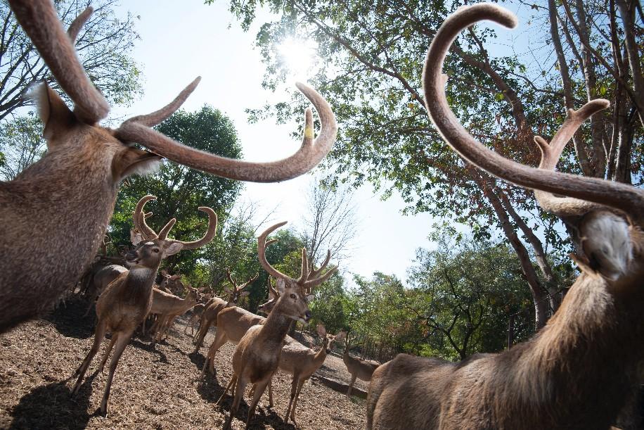 องค์การสวนสัตว์ฯ ชวนเที่ยวสงกรานต์สืบสานประเพณีปีใหม่ไทย ในสวนสัตว์ทั่วไทย